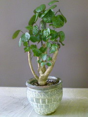 پولیشیاس فابیان